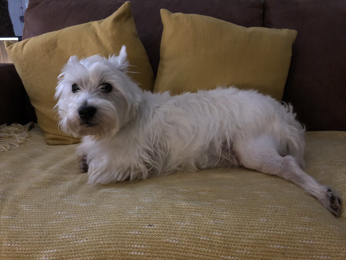 bilz1westie's tweet image. Trees are up 🎄 my friend @PaulAtk52540619 Me absolutely exhausted 😅 #NeedaRest #Westie