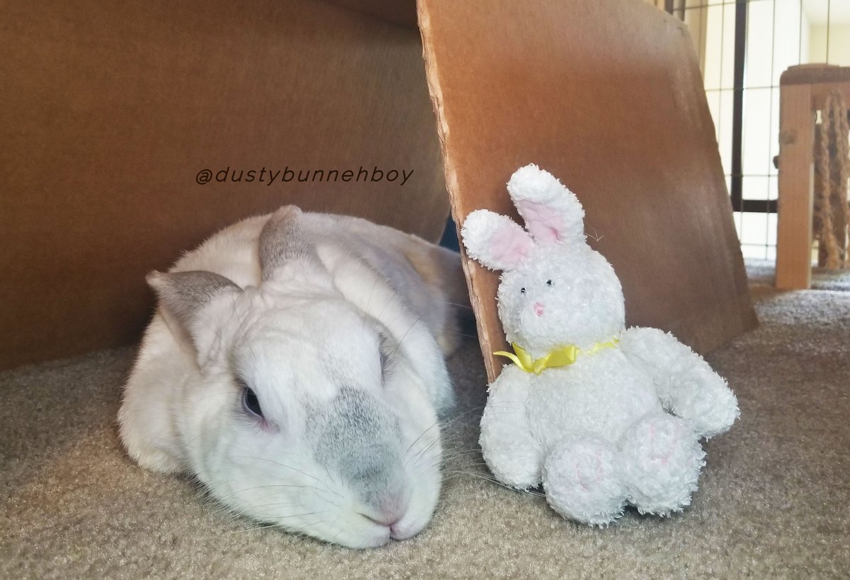 I saw that mom and dad bought our Christmas tree yesterday.🎄 I hope that we will have some peace and a lovely Christmas.💝 Me and Mini Me are waiting here for mom and dad to decorate the tree and the apartment. We hope they will take a little break and bring us some yummies.🌿😋