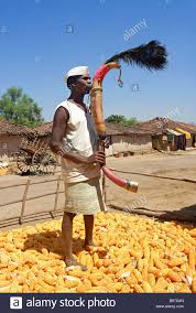 Tarpa wind musical instrument played by Warli,kokani,dhodia, few say koli also? indigenous community Adivasi? in Maharashtra/Gujarat during festive occasion accompanied with Tarpa Dance