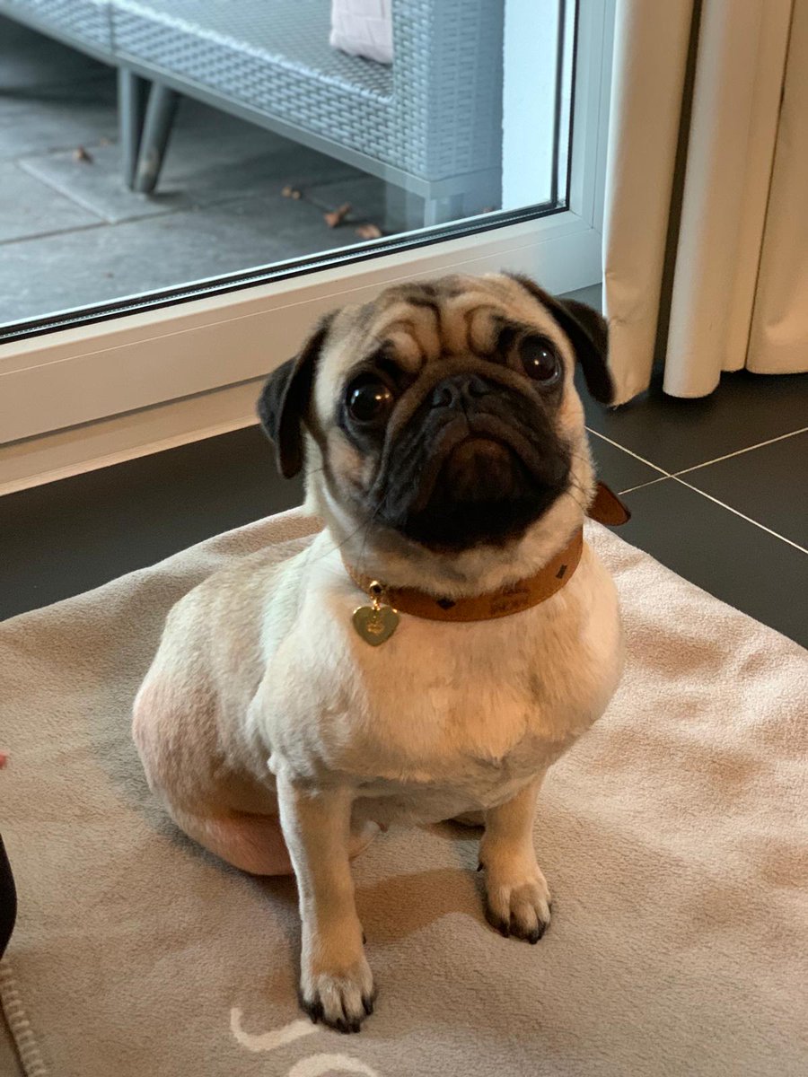 Archie21223432's tweet photo. Alles schöne geht irgendwann vorbei 😩
#Familyday
#Advent🎄
#Nikolaus🎅
#Mopsliebe
#Wilma❤️ https://t.co/RU86EHbEaE