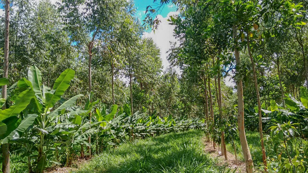 Next up... PRETA TERRA, a leading agroforestry consultancy company based in Brasil, is talking to us about their recent projects showing us how they design and implement modular and complex #agroforestry systems. 

LINK HERE regenerativeagroforestry.org/episodes/episo…

#regenerativeagriculture
