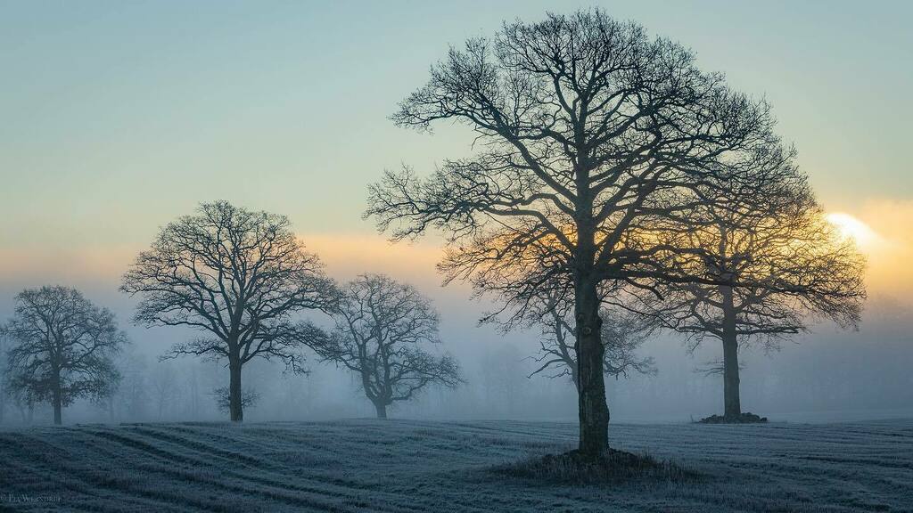 52frames's tweet photo. 💫 Pia Werndrup captured morning fog around a grove of trees for our 
#52frames_nature album. A beautiful and creative shot, @canonpia!
👏👏👏
🌟Week 48/2020
🌟Theme: Nature
🌟 Selected by @tamarsb
🌟 Check out the whole album at:
… https://t.co/UI3FmjVi8y https://t.co/gECIjGx4Qa