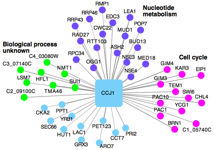As a case study we use CalCEN to predict a role for C4_06590W in cell cycle.