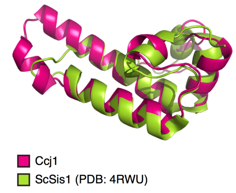 Using deep learning de novo structure prediction with TrRosetta, we verify that it has a DnaJ domain that is similar to the solved structure for SIS1 in Sac.