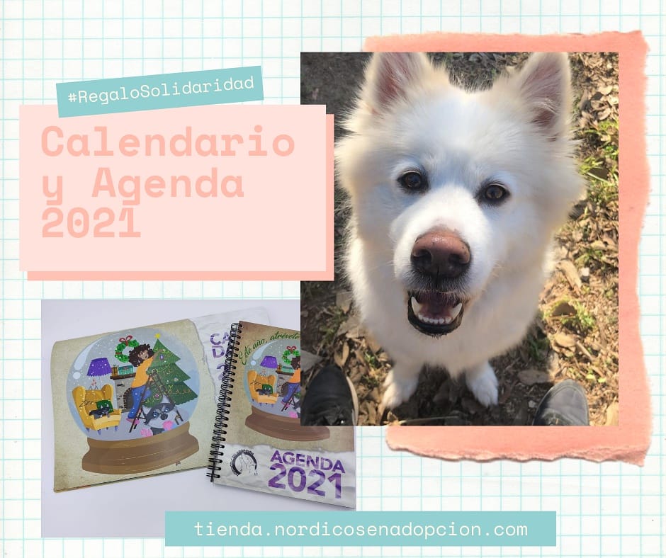 Este año ha sido complicado para todos, si a eso le sumamos que hemos rescatado a más de 40 nórdicos del criadero de los horrores, más los habituales, este año si llega el caso es más necesario comprar los calendarios y agendas.
Entra en: tienda.nordicosenadopcion.com
#regalasonrisas