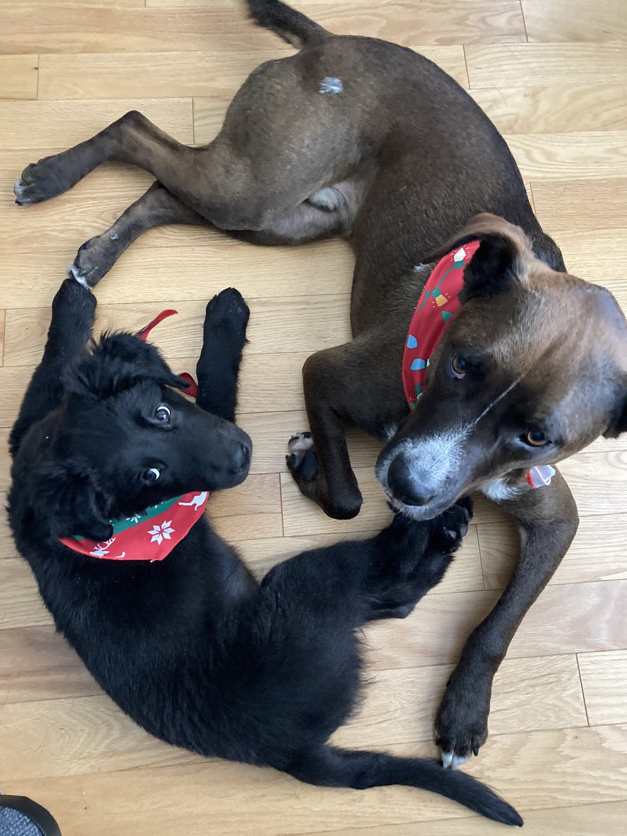 IisWinston's tweet photo. It has been a while fellow dog frens. Human has been busy. I even got a little brother. Came to show him off! https://t.co/RNkUs1w4dz