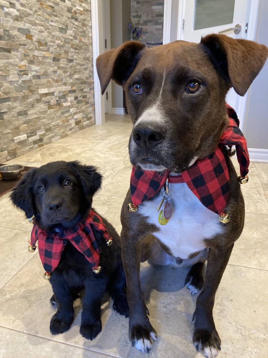 IisWinston's tweet photo. It has been a while fellow dog frens. Human has been busy. I even got a little brother. Came to show him off! https://t.co/RNkUs1w4dz