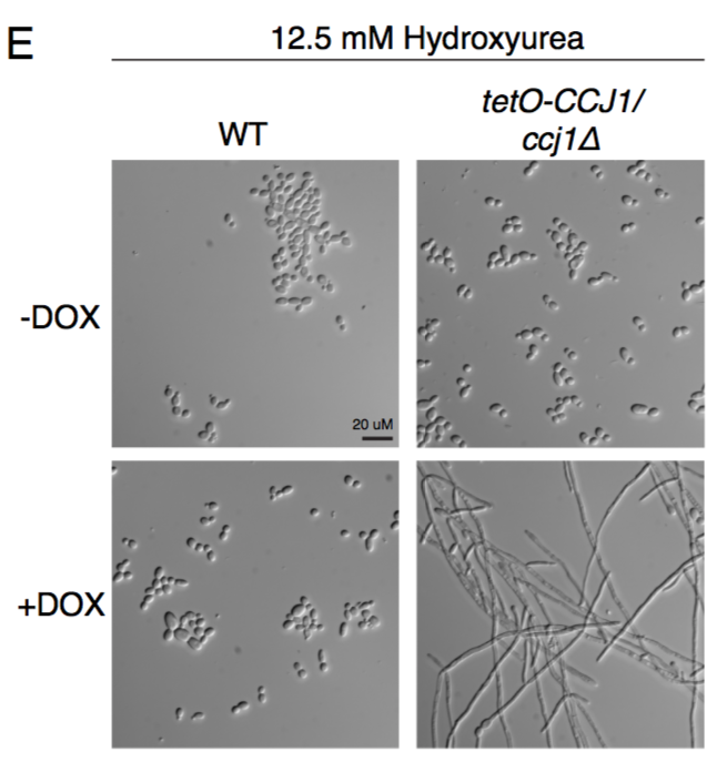 Consistent with a role in cell cycle, depleting it causes filamentation and hypersensitivity to cell cycle inhibitors. So we call it "Cell Cycle DnaJ" (CCJ1):