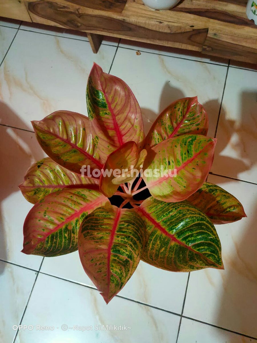 hiasku's tweet photo. Ready

Romantice love merah

#aglonema #aglonemaromanticelove #aglonemaindonesia #jualtanamanhias https://t.co/hjHIc6Dcgh