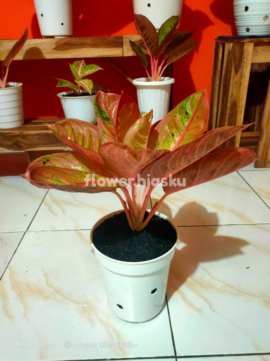 hiasku's tweet photo. Ready

Romantice love merah

#aglonema #aglonemaromanticelove #aglonemaindonesia #jualtanamanhias https://t.co/hjHIc6Dcgh