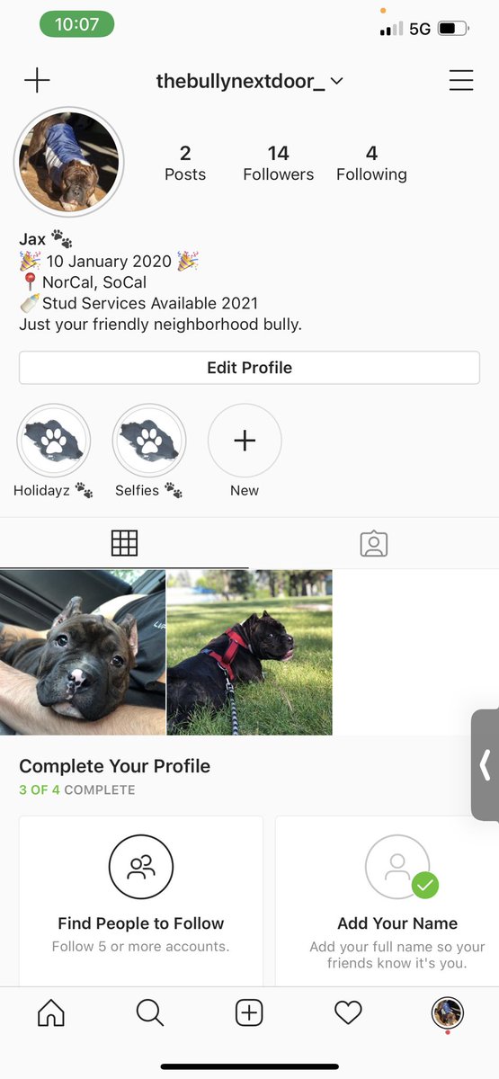 _lilcyn's tweet photo. Retweet, like, and go follow my bully on IG πΎ #AmericanBully #BullyoftheDay #DogoftheDay #PuppyoftheDay #Bully #Brindle #BrindleBully https://t.co/sYjWfX7zti