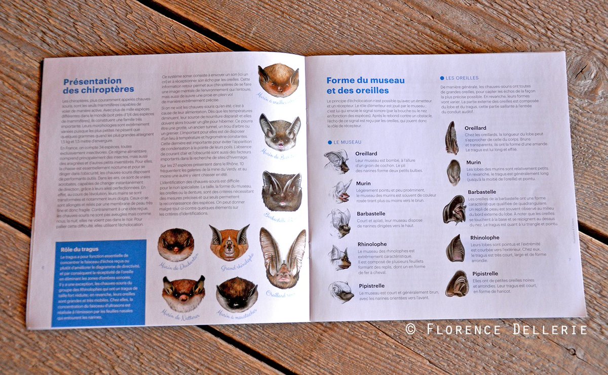 ComSciComCa's tweet photo. Ou encore, ce guide édité par la #FRAPNA Rhône (Fédération #RhôneAlpes de protection de la nature), dédié au site de la mine du #Verdy, pleine de mignonnes #ChauvesSouris. 🦇 🖤 https://t.co/NlMZ0tVoG4