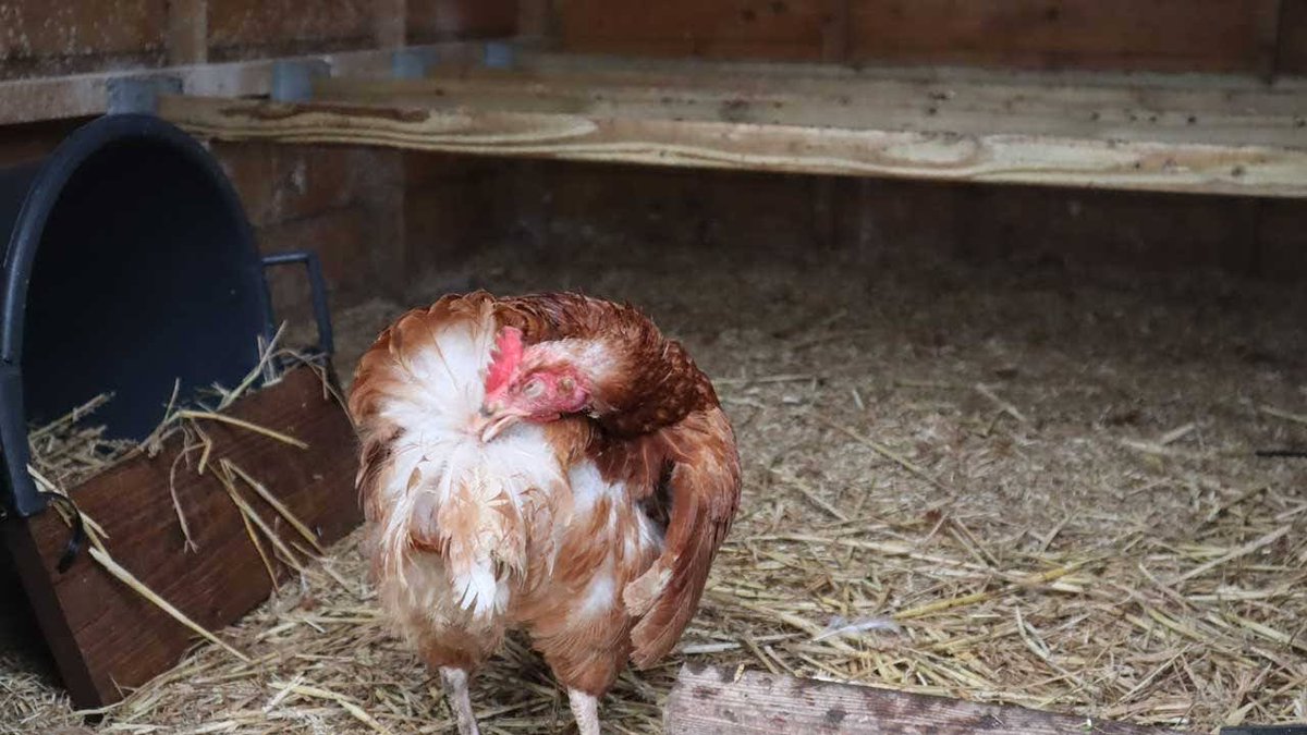 Vera, mid-preen!

#happyhens #exbatts #exbatteryhens