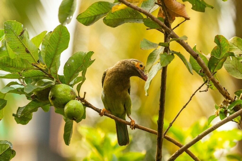 Brown Headed Barbet
.
.
.
.
#Mumbai #birdsofMumbai #aviewthrutigerslens
#indianbirds #bird #birds #birdsofinstagram #birdstagram #birding #birdphoto #birdphotography #birdwatching #streetsofmumbai #_soi #instaphoto #photooftheday #naturephotography #wild… instagr.am/p/CIdtEE7A0h-/