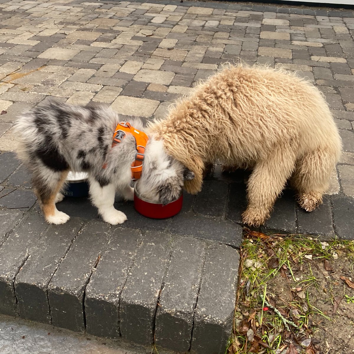 While watching our puppies play my neighbor &amp; I chatted over fence about the downside of social isolation during COVID. He spoke w/ sig. specificity. I later learned...he  authored this in <a href="/ScienceMagazine/">Science Magazine</a> So timely to think about now...for the dogs &amp; us science.sciencemag.org/content/337/61…