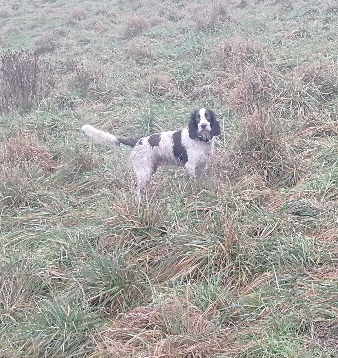 holistichounds1's tweet photo. This is how we spend our days off. #dogsoftwitter #dogwalk #brierleyhill #dudley https://t.co/fngn1qu2ho