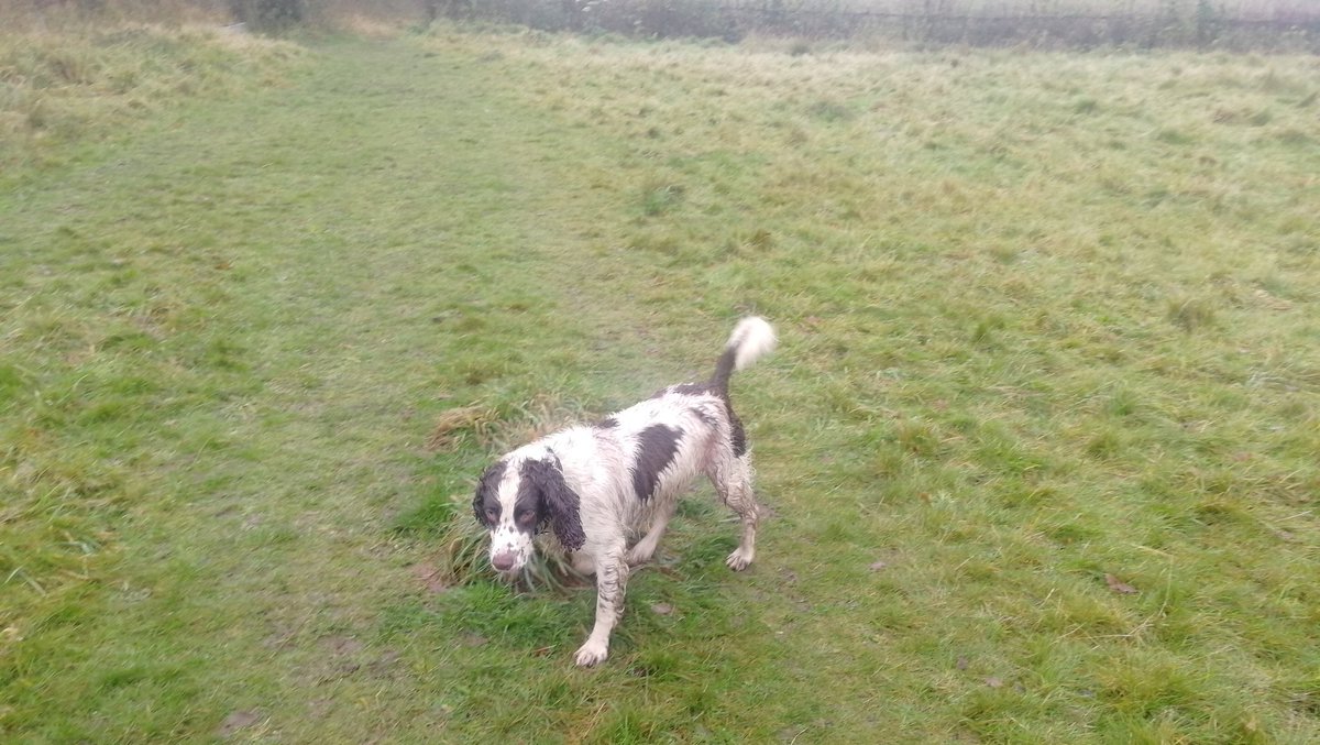 holistichounds1's tweet photo. This is how we spend our days off. #dogsoftwitter #dogwalk #brierleyhill #dudley https://t.co/fngn1qu2ho