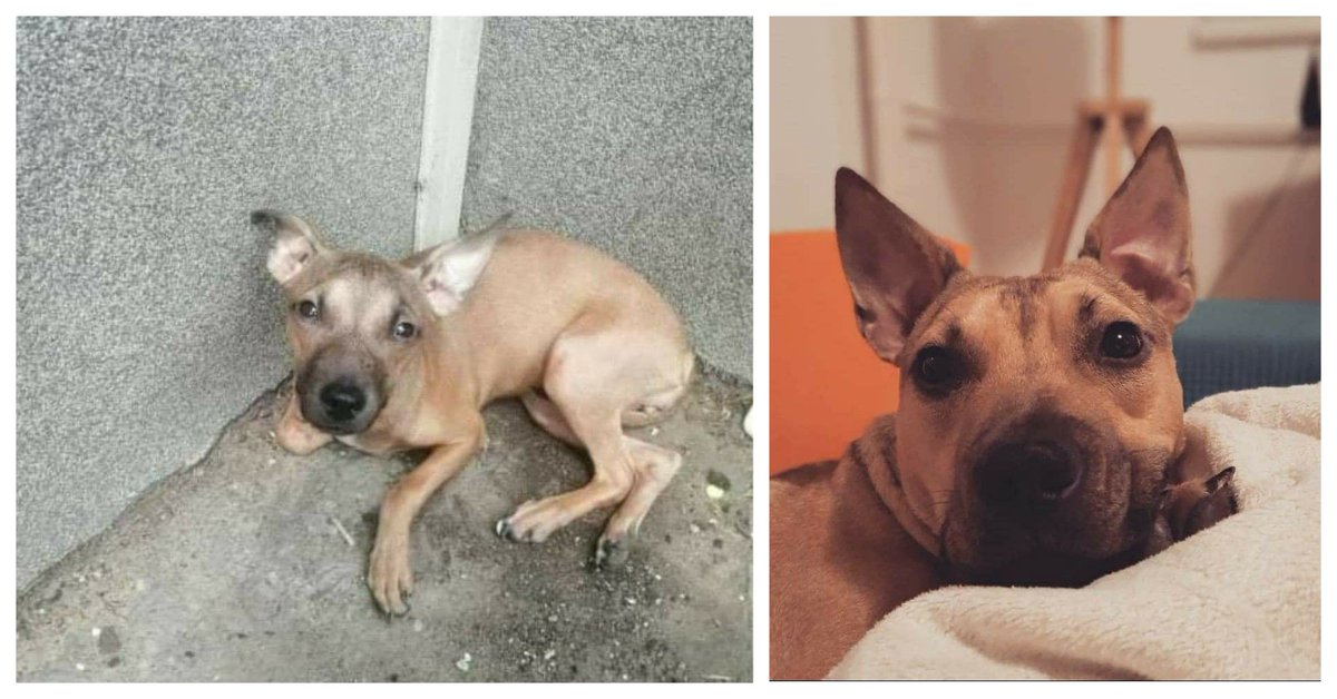 Pričica o Mini iz Beograda ili KOLIKO SE MENJA ŽIVOT NAPUŠTENOG PSA, ako pomognemo
djole.dog/pricica-o-mini…
Menja se iz korena! 🙏❤ Evo pogledajte sami - Mina na ulici vs. Mina u svom domu 👇 Slike sve govore!