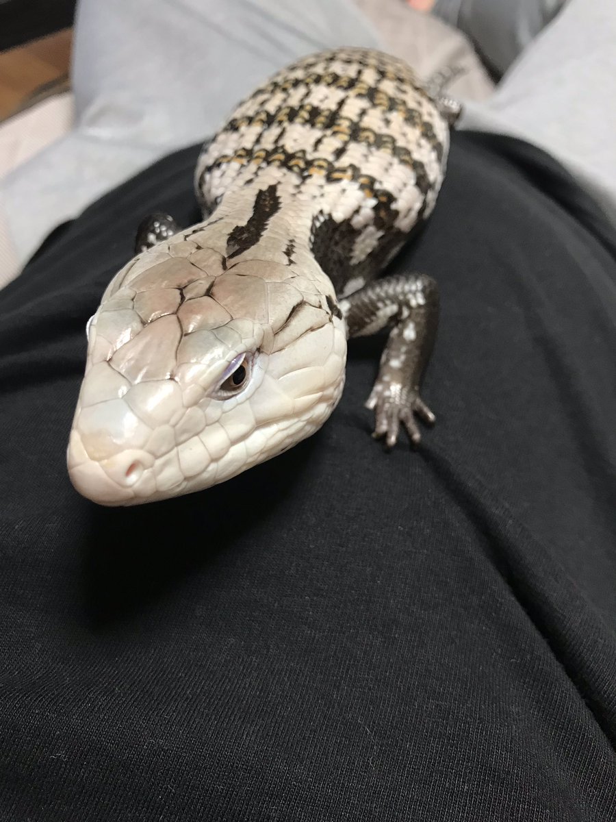 He owns a lot of different reptiles(I bet he get's along just fine with Yoshiki)