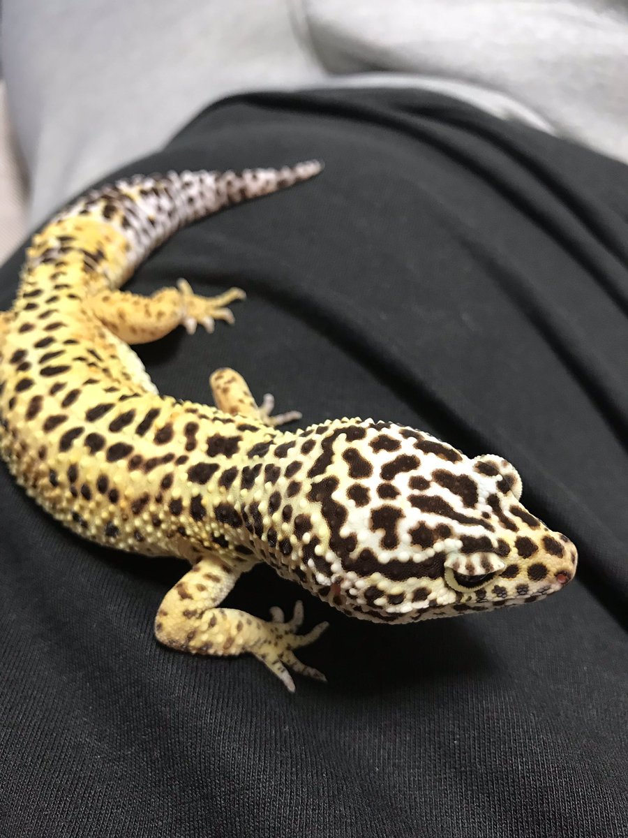 He owns a lot of different reptiles(I bet he get's along just fine with Yoshiki)