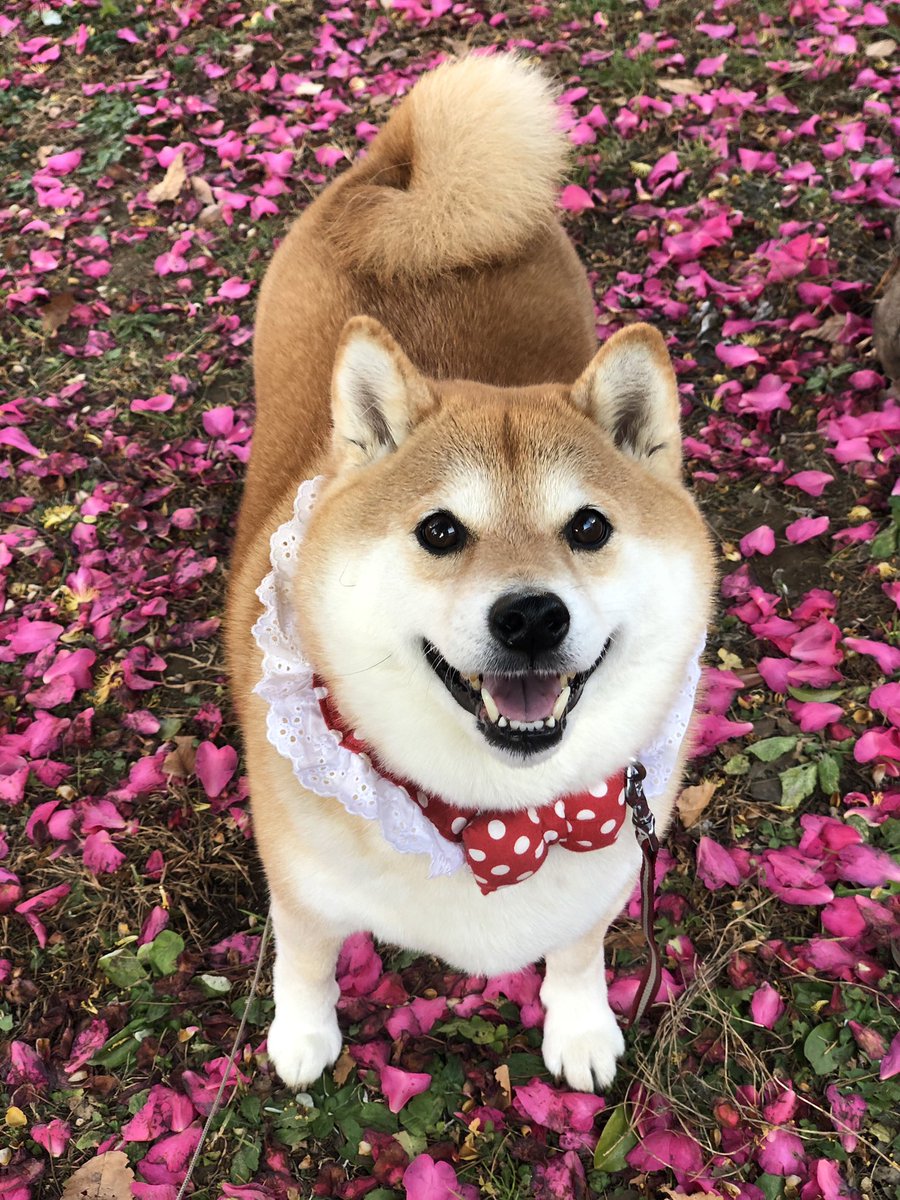 柴犬ハナ キラッキラな笑顔で おはよー ˊᗜˋ