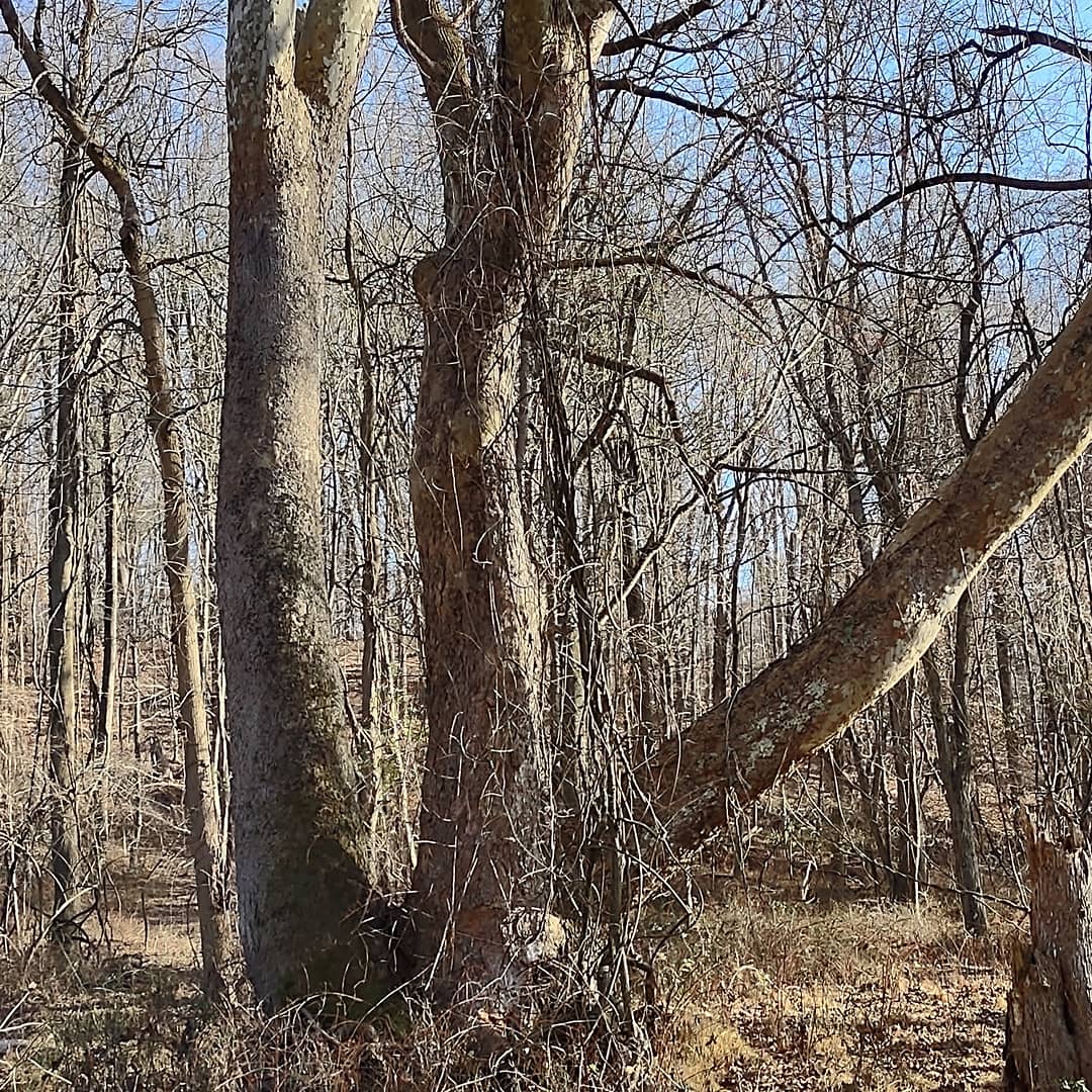 OldguyInspire's tweet image. Incredible Sycamore tree!! It is enormous!! Can you imagine what this tree has seen in it's maybe 200 year or more life? #hugetrees #Tree
