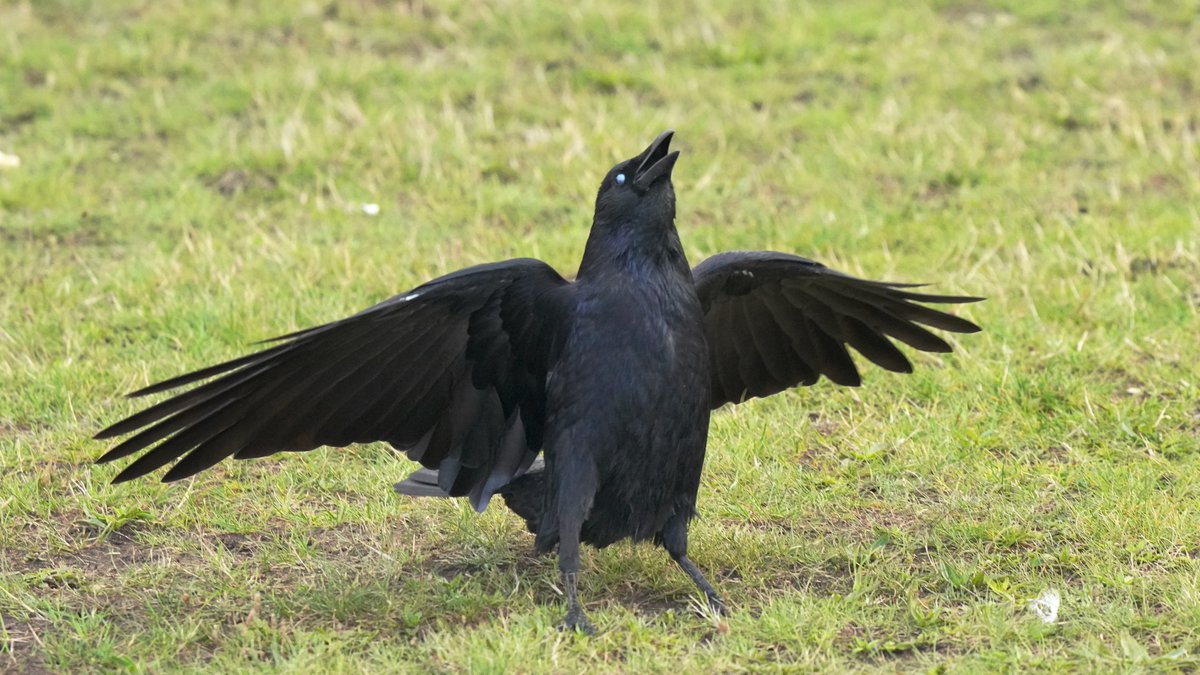 here's "Fuck! Fuck! Fuck!"