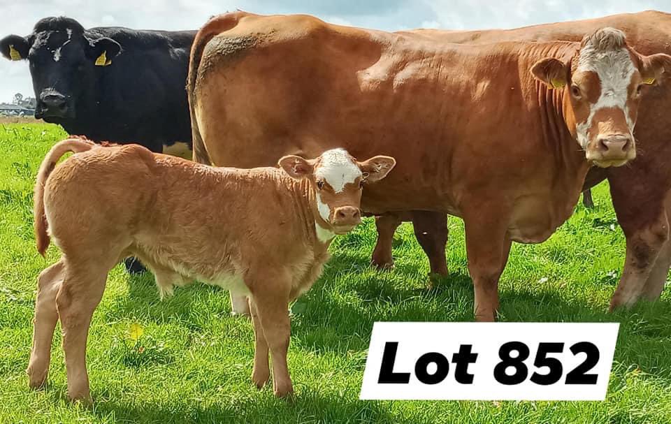 MartTuam's tweet photo. Superior Quality Stock on offer at Tuam Mart Mon 7th. Clearance sale of Incalf Suckler cows, Cows with a calves at foot and Incalf heifer. Sale at 12 p.m. in Ring 2 - LIVE on the MartBids app @farmersjournal https://t.co/PRri8pyjXb