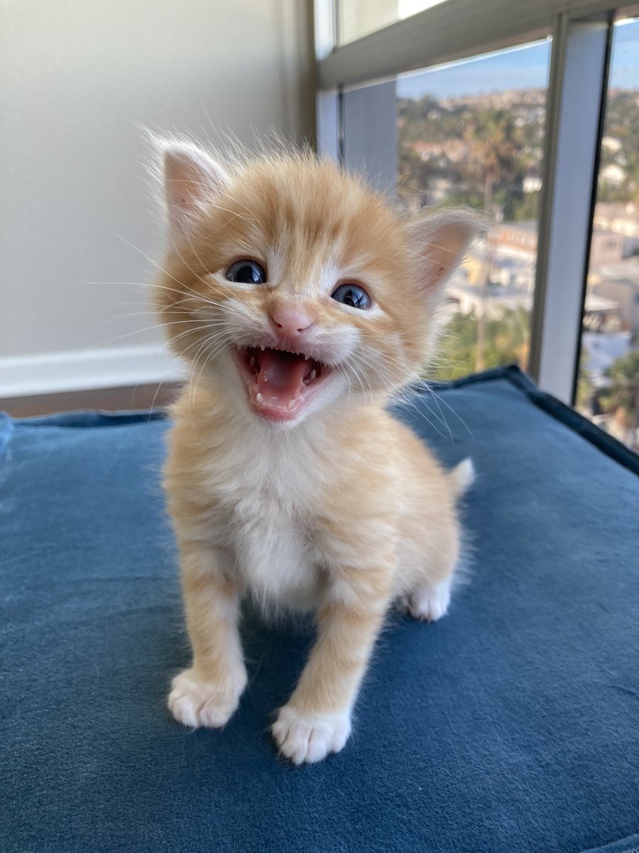 EllieBellySoCal's tweet photo. Mom took these beautiful pictures of our #sdhumane foster kittens 🐱🐱🐱She always take kittens’ baby pics to share with their future families. https://t.co/iz2DsYpSh0