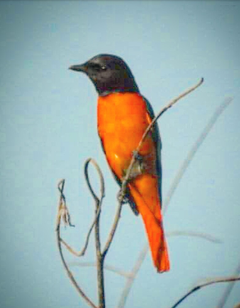 snshindol's tweet photo. Scarlet Minivet (Pericorcotus flammeus speciosus)
Clicked this beautiful red @hindolbeauty 2yrs ago today 07.12.2016 in the afternoon, on a drive inside the jungles, on the way to village #Kharmul
#NatureClick #BirdPhotography #IncredibleHindol
See link๐
https://t.co/yHQb6DVKqt https://t.co/AM1SoPw4z8