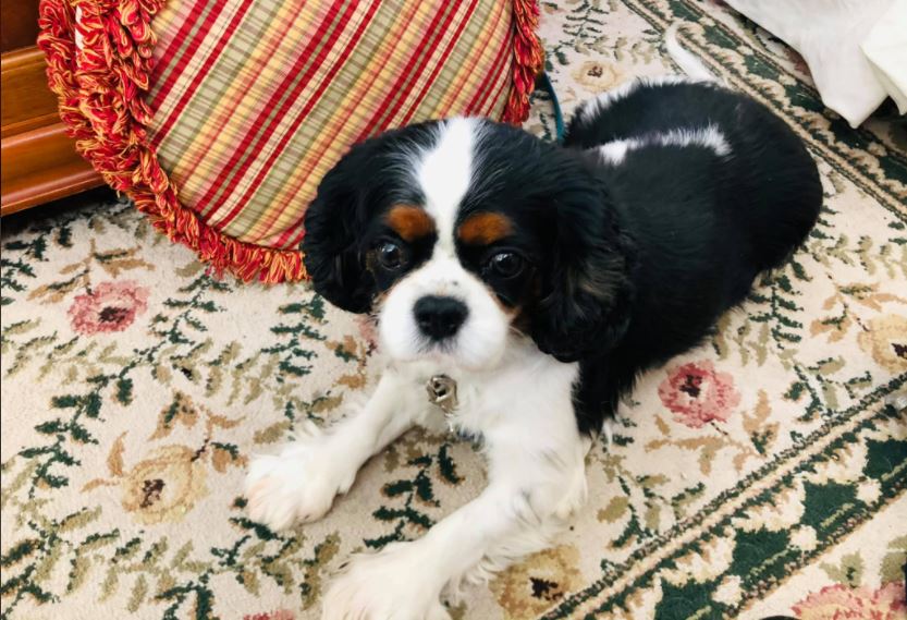 "Here’s my little buddy chilling with me by the fireplace. She helped me so much with Paddy’s passing and now she’s great company and comfort as I’m progressing through my treatment. Thank you Dale and Jane so very much for giving her to me."
cavaliersofcastlemar.com
#cavalier