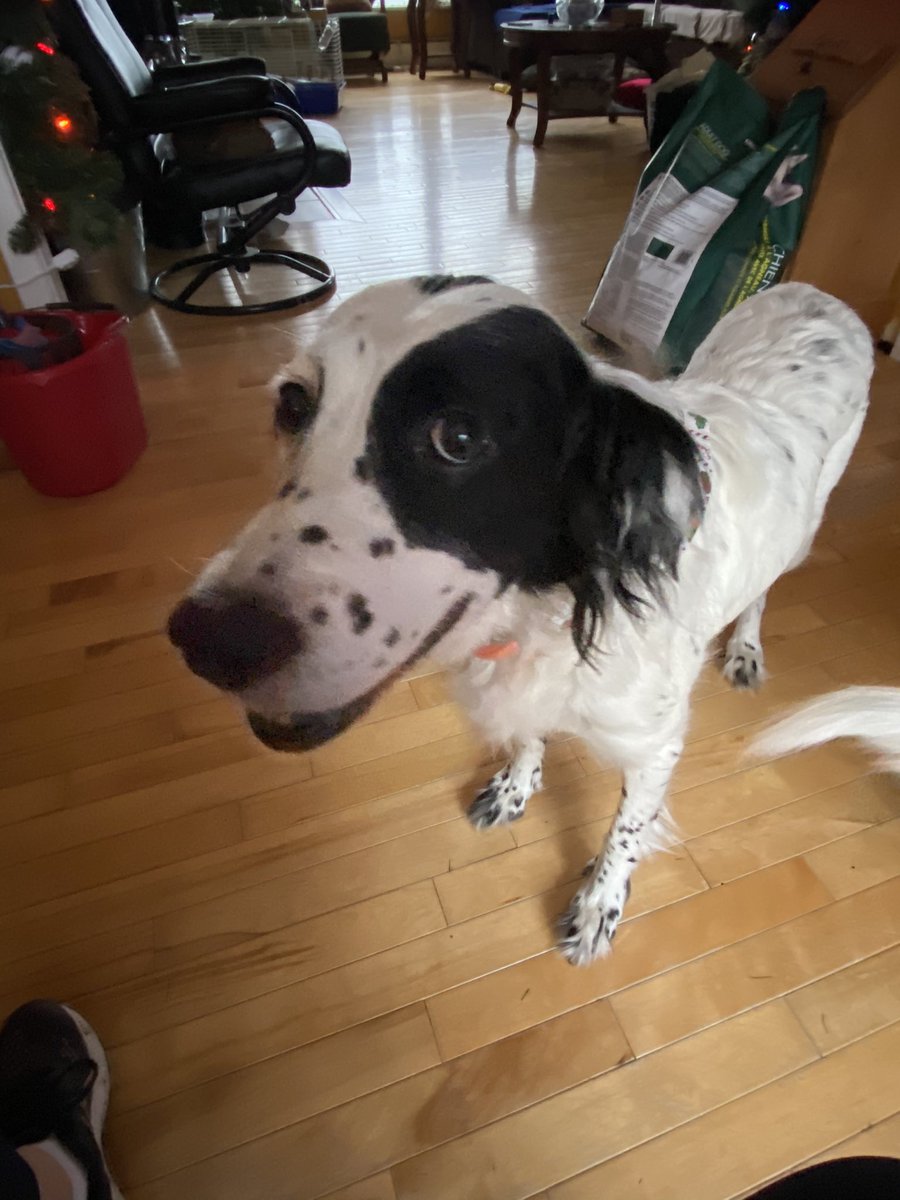 Some puppers were excited to go see their first Christmas event! great motorcade <a href="/PCSPnl/">Town of PCSP</a> nice to have a little taste of Christmas!