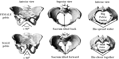 The pelvis is even more accurate for estimating sex as shape differences in the pelvis are more a result of reproductive anatomy. A lot of it boils down to the fact that males don't need to push out babies, so their pelves are narrower 5/6