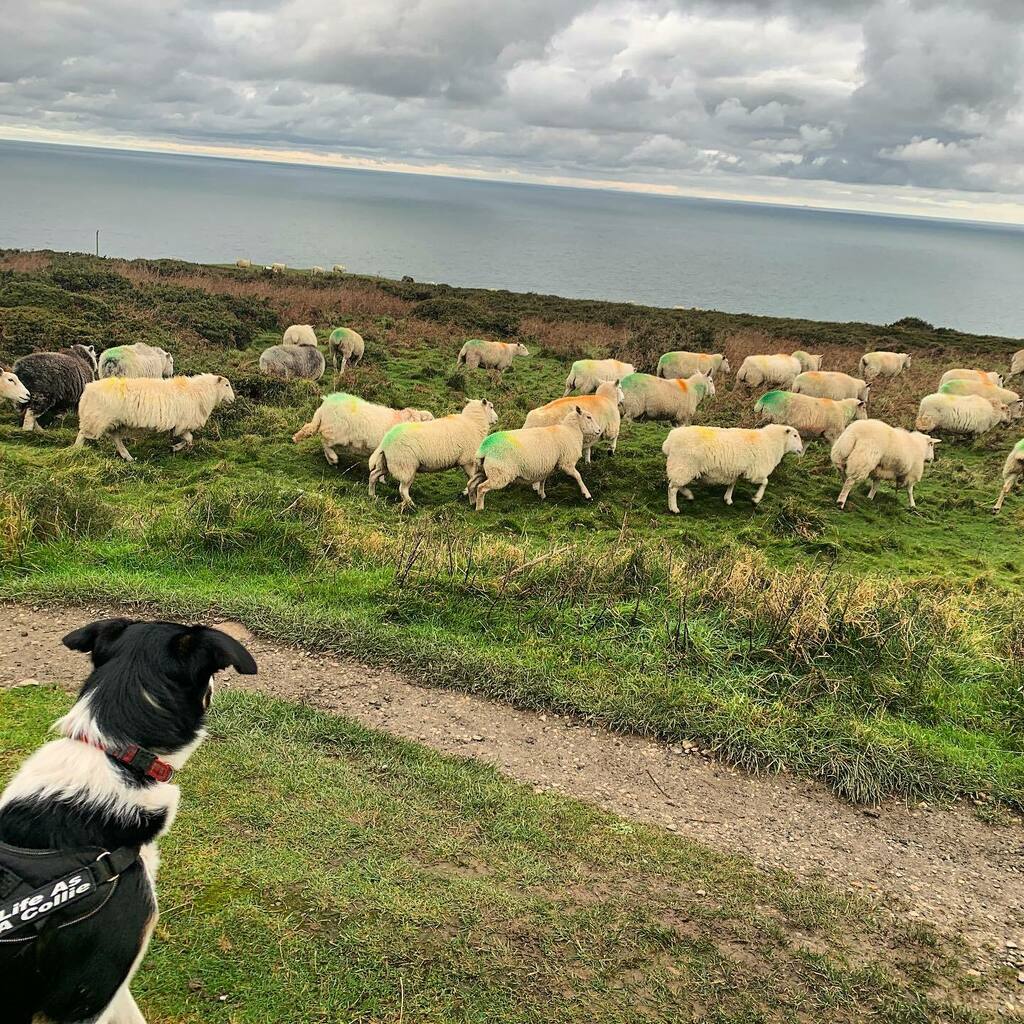 FoundLove_Blog's tweet image. Don’t under estimate the focus of a border collie. 👀 Murphy’s parents are both working dogs in a Welsh farm, so he has herding in his blood. Whenever we are out near livestock, we always have him on a leash and under close control... be he was watchi… instagr.am/p/CId_HbbB6D7/