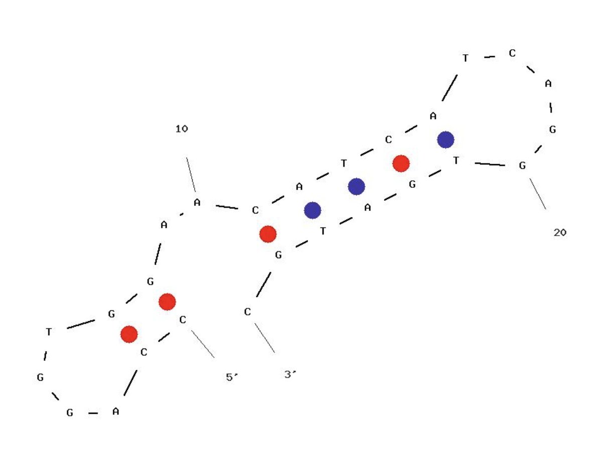 The authors report reduced sensitivity. That is a direct result of the authors skipping simple primer design QC steps. Screening for Primer Dimers or Primer Hairpins is 20 year old free software on the web. This is the RdRp probe. Hairpins and homodimers.