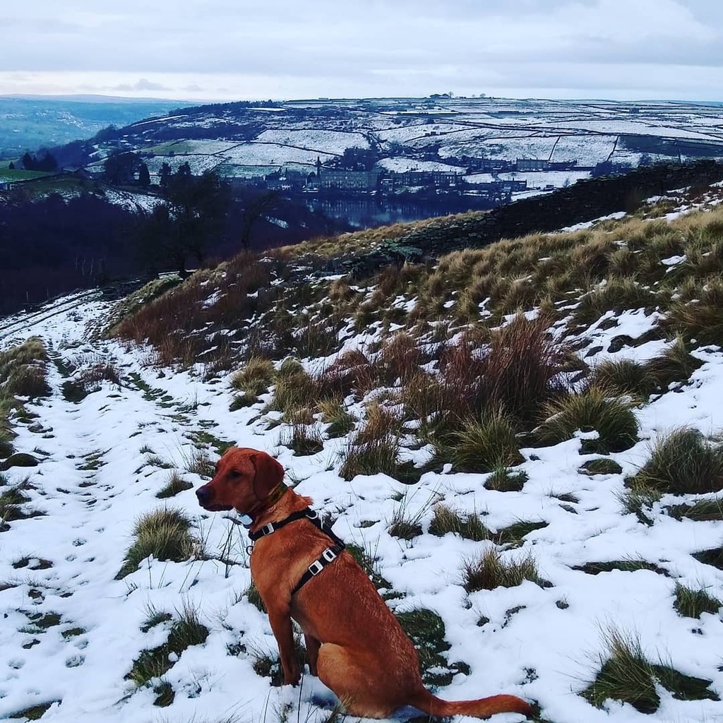 antrbennett's tweet photo. The snow was melting quickly on our walk with Meru this afternoon.
#dogsinministry #newpriests #thoughtsfromswallowbarn https://t.co/aHyrQ9cnah https://t.co/rp6jNNsbqo