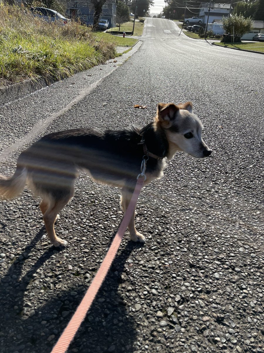 CoachHop's tweet photo. 🐶🐶❤️❤️ #SundayDogWalk #sundayvibes #SundayFunday #dogdad #dogsoftwitter #dogs2020 #doglover #coosbay #Oregon #pnw #sunshine #weekendfun #weekendvibes #StayHealthy #StaySafe 😷🐶🐶 https://t.co/MoE0ly8W9N
