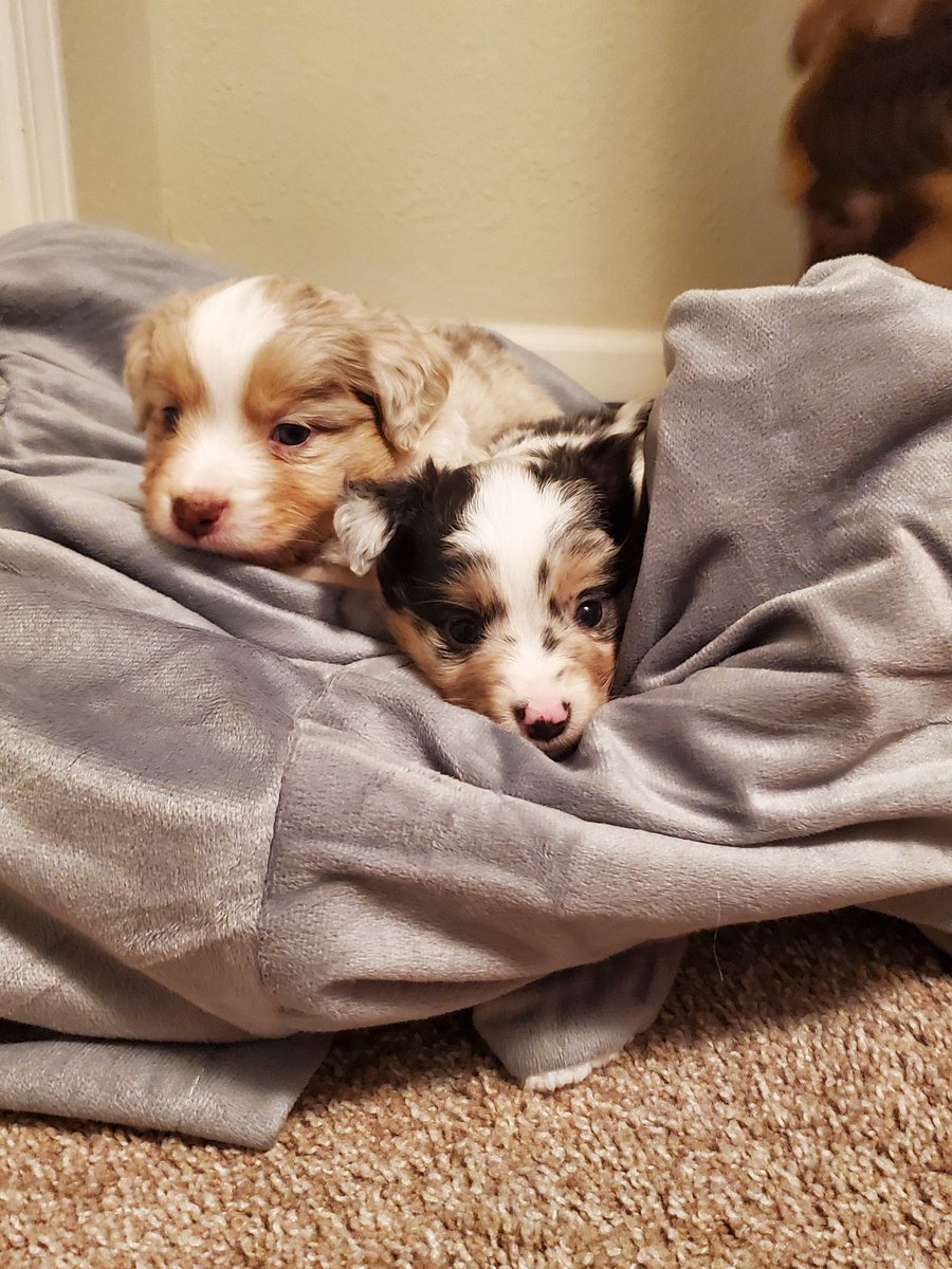InkdGeek10's tweet photo. It's naptime in this house. #doggy #puppies #miniaustralianshepherd #miniaussie https://t.co/fSnh3ZTE22