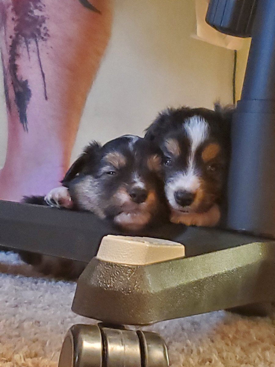 InkdGeek10's tweet photo. It's naptime in this house. #doggy #puppies #miniaustralianshepherd #miniaussie https://t.co/fSnh3ZTE22