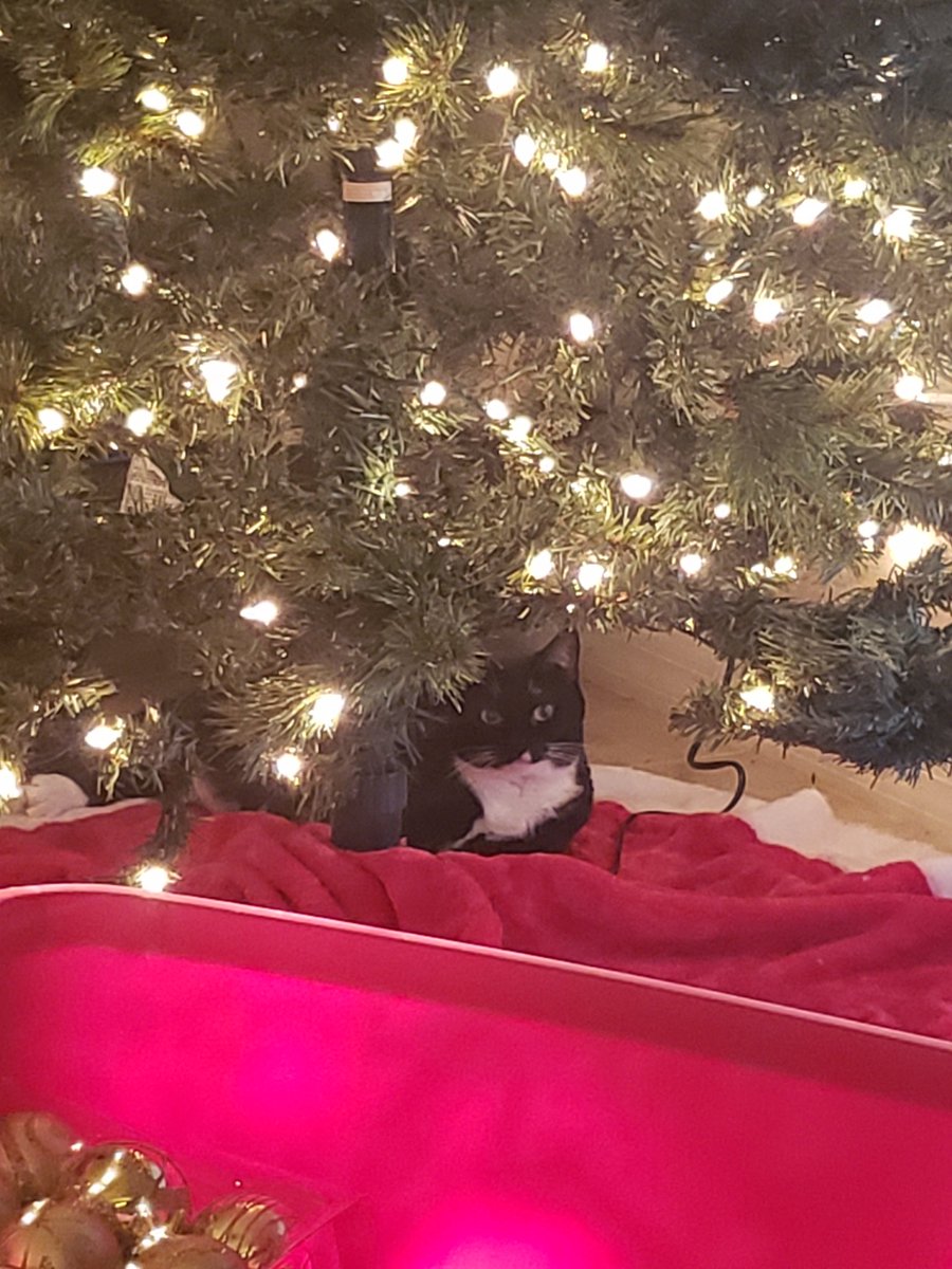 SnarkyWarlock's tweet photo. @DonutInterns @AITA_reddit Misclick =/ Here is my Christmas pet tax https://t.co/gDFjVHZw5F