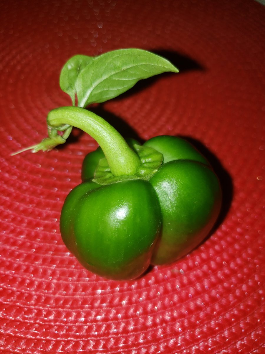 SILVERADEON's tweet image. Our version of #backyardkitchen 😅🤣🥰 my #husband picked leaves and all 😅😊