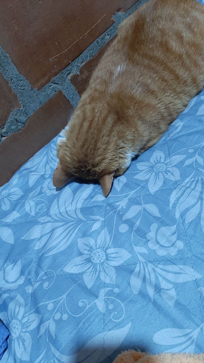 LIETOGIRLSBRINA's tweet photo. #verifysam
Look at their cat he so squish https://t.co/6V8lklba1h