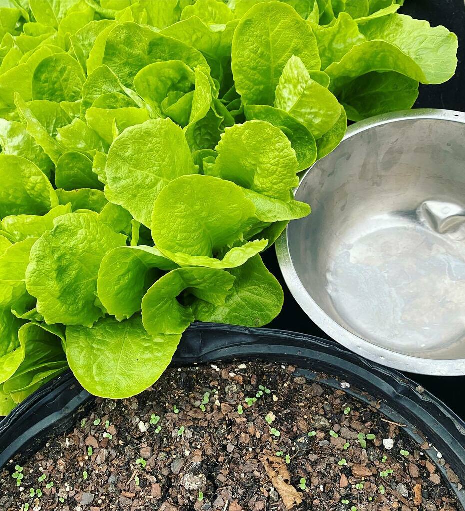 Bacchanology's tweet image. Everyone should have a cold-frame! 
I built mine from 95% junk, and now our dinners have sweet lettuces, nutty chicory, arugula, chard, and more.
Winter is just another type of garden!
#december
#coldframes
#wintergarden 
#thegardensatclosravenswood instagr.am/p/CIeMvRXDqZf/