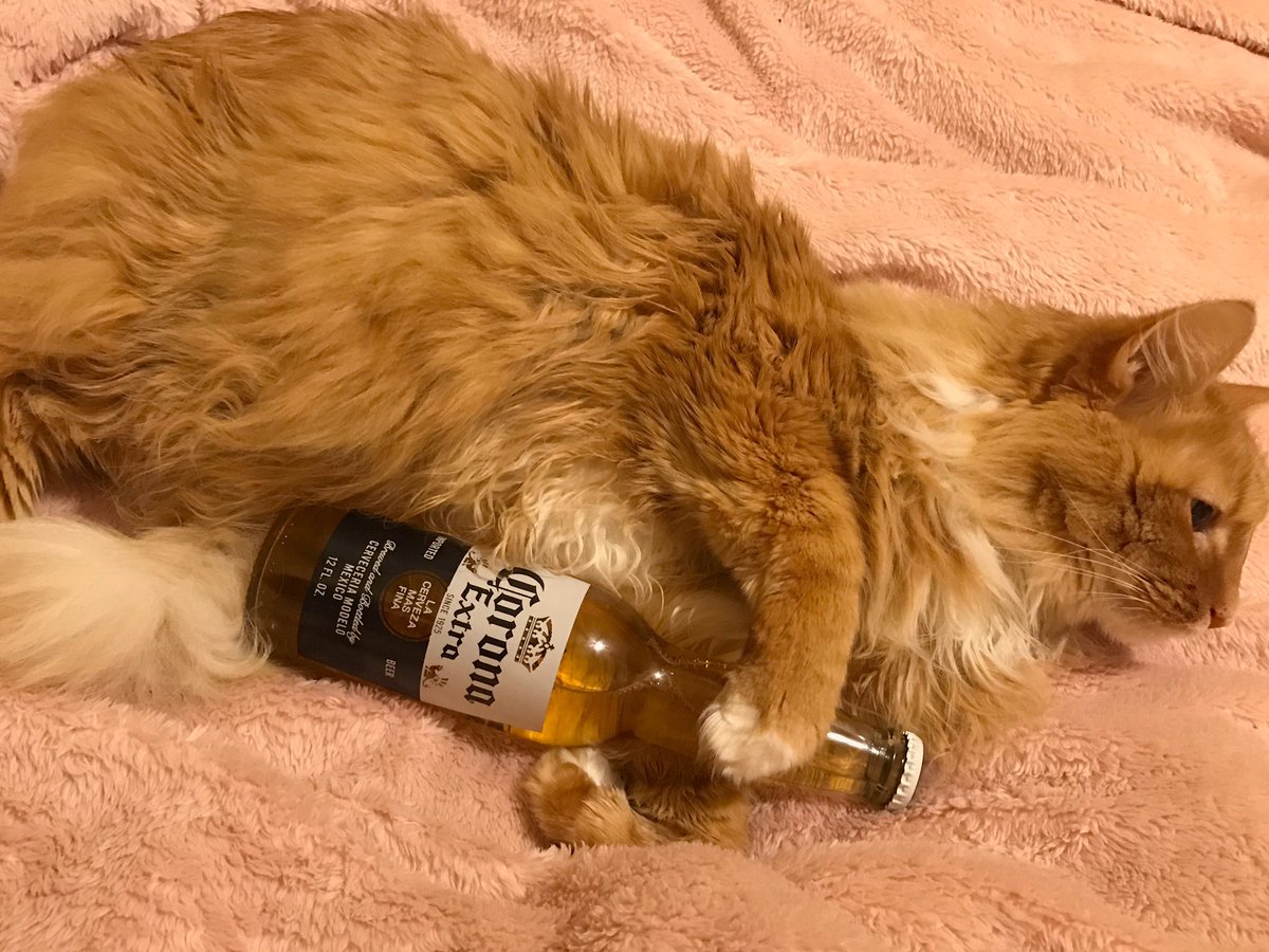 PurresidentBear's tweet photo. they be like, are you even old enough to drink bear, and im like, bro im older than ur parents, how u think im the purresident? https://t.co/ocgVR9Gx29