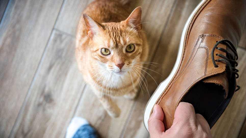 TheOnion's tweet photo. ‘Well, They’re Harmless And They Help With Pests,’ Says Man Deciding Against Squashing Cat https://t.co/w7EGqJRiRR https://t.co/oRc1kxfT8h