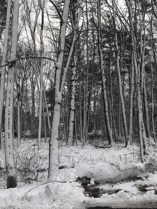 Wind blew the snow so hard last night that only one side of the trees have snow on them 