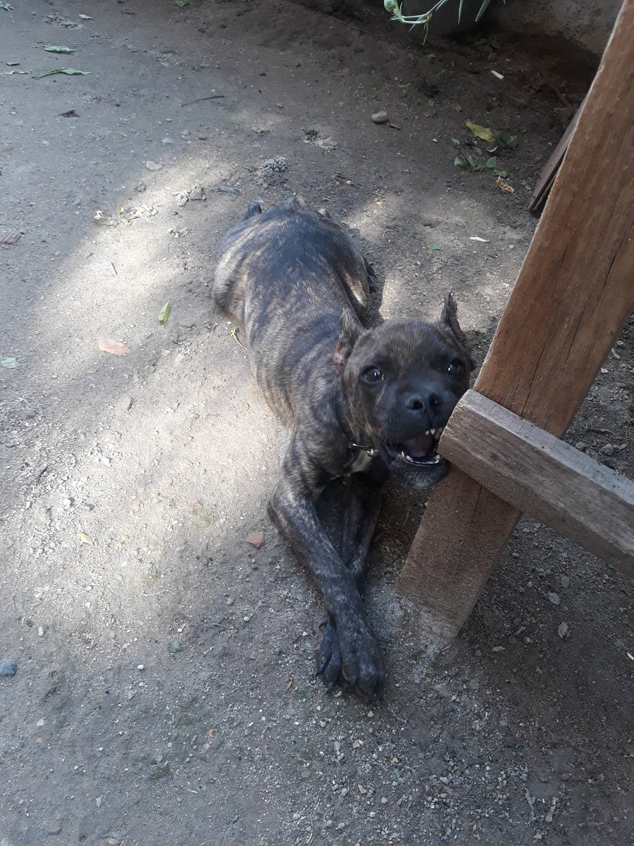 mehmetcann4863's tweet image. #dost #mayk #evlat