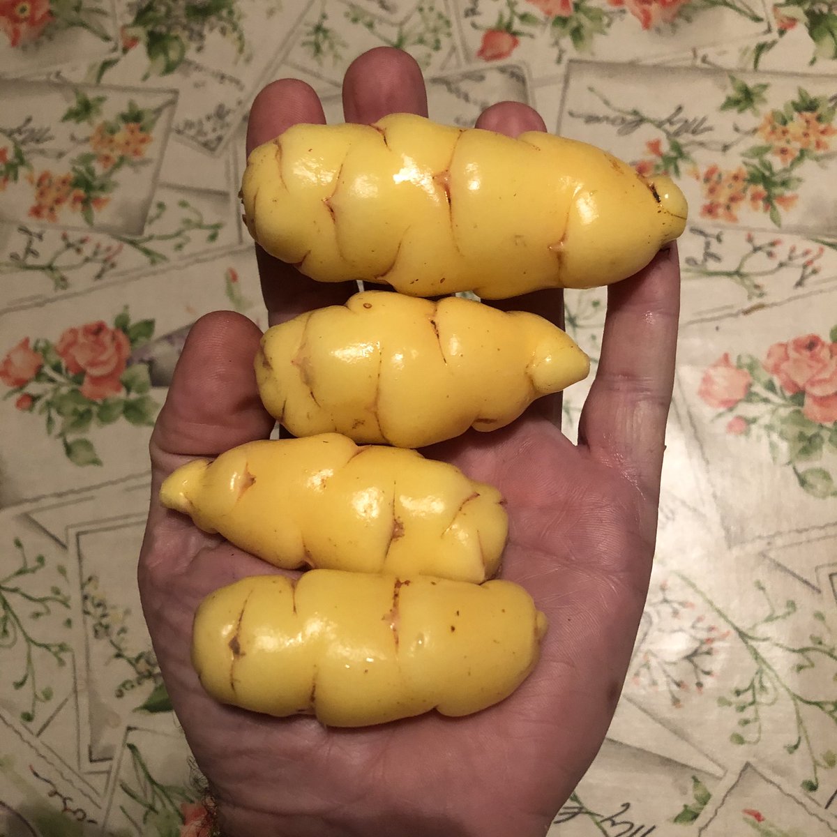 IrishYacon's tweet photo. @Harvest2050_MZ @Cipotato @GTruittNakata @StefdeHaan1 @horacio_rv @IniciativAndina Yes they are very adaptable to our Irish climate as also are Oca and Mashua which we grow on our farm here https://t.co/b08ffDaDCv