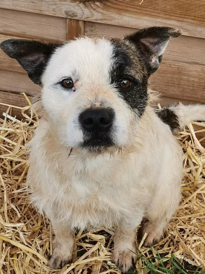 🆘❤️🆘 This is my. Boy he was stolen along with my ducks geese and sheep through the early hours of the 5th December 2020 in shenstone between Lichfield and Sutton coldfield the police are aware and are checking a few suspicions out please share his face im going out my mind