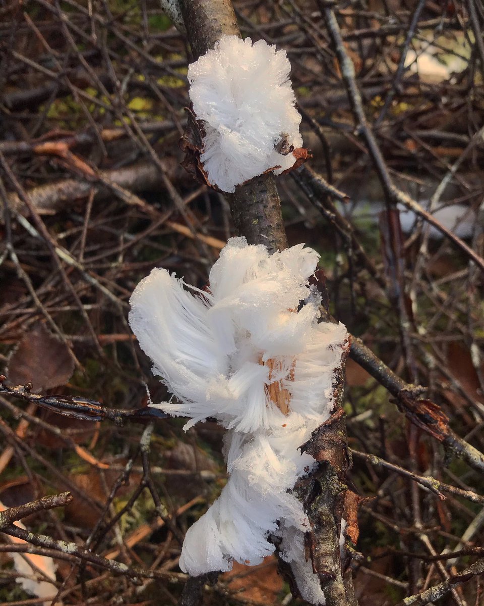 becssim's tweet photo. Ice Wool โ๏ธ Hair Ice โ a rare ice formation which is only possible because of fungi โ๐ผ #mycology #exidiopsiseffusa #fungi #mushrooms #hairice #icewool #rareiceformation #fungioftheworldweekend #mushlove #mushroomtwitter #mushroomhead #mushroompicker #forager #scottishfungi https://t.co/4UAAgQEUpJ